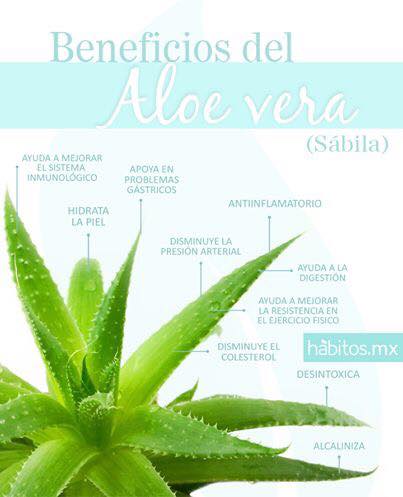 aloe.jpg