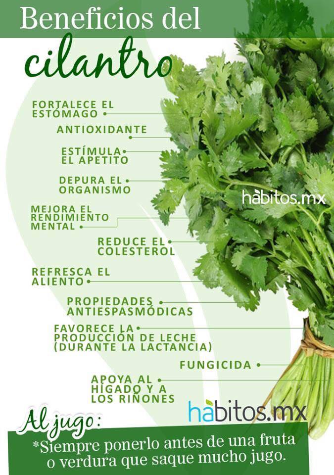 cilantro.jpg